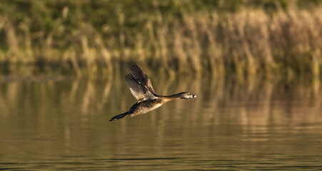 Pied-billed Grebe (Podilymbus podiceps) in flight over water, evening light, wings up, feather detail, breeding colors, bokeh brown grass background
