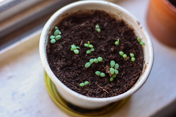 seedling in a pot