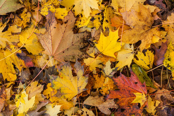 Naklejka na ściany i meble USA, Massachusetts, Cape Ann, Gloucester. Autumn foliage.