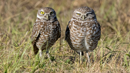 male and female burrowing owls in Florida.  female was gravid with eggs