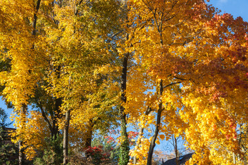 USA, Massachusetts, Cape Ann, Gloucester. Autumn foliage.