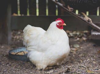 White Bantam Cochin hen in coop