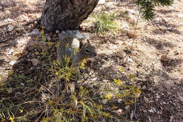 squirrel on the ground