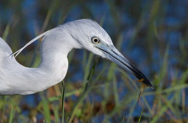 Immature little blue heron with aquatic diving beetle larva