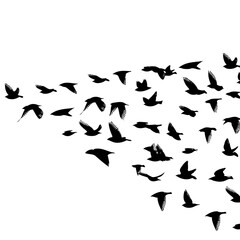 Fototapeta na wymiar A large flock of flying birds. Free birds. Vector illustration