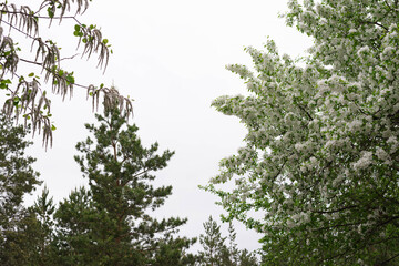 photo of blossoming tree apple brunch, other trees with white flowers on sky isolated