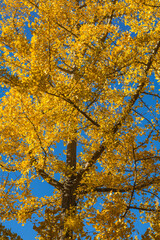 USA, Massachusetts, Salem. Autumn foliage.