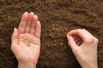 Young adult woman hand holding and planting tomato seeds in fresh dark brown soil. Closeup....