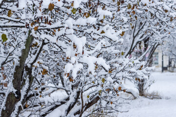 Snow on the branches of trees and bushes after a snowfall. Beautiful winter background with snow-covered trees. Plants in a winter park. Cold snowy weather. Cool texture of fresh snow. Closeup.