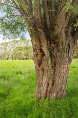 Obraz premium tree in the meadow