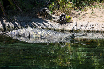 alligator in the zoo
