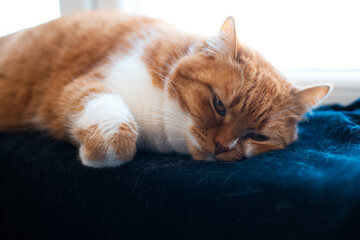 Close-up portrait of cute fluffy red and white cat, looking at the view from the opened window.
