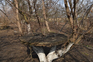 The tree has sprouted through the countertop.