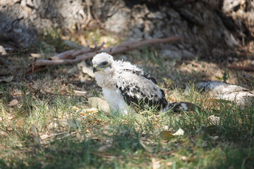 birds of prey in the grass