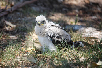 bird of prey in the grass
