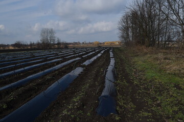 Plants under black polyethylene in a large vegetable garden.