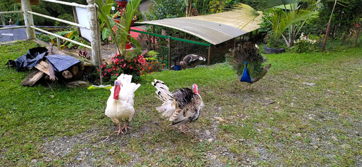 Guajolote y pavo real, animales de granja, cundinamarca, colombia.