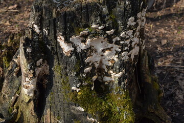 Fungi are parasites on an old tree stump.