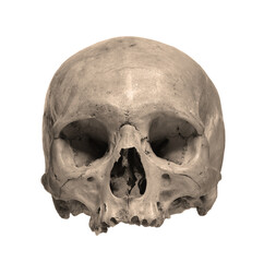 Skull of the human isolated on a white background