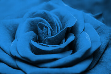 Close up of a blue beautiful red rose. Fresh flower as expression of love. Macro.