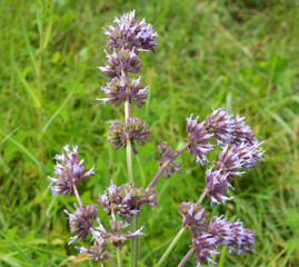 In nature, the blooms Salvia verticillata