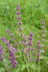 In nature, the blooms Salvia verticillata