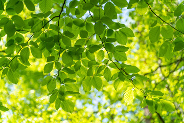 Close up pictures of lush green young leaves on a sunny day in the woods in the beginning of spring, when nature wakes up to bloom with sunlight peeking through the leaves and trees. 