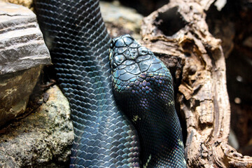 Fototapeta premium snake in the tree