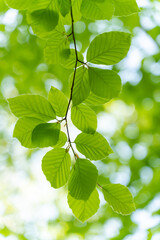 Close up pictures of lush green young leaves on a sunny day in the woods in the beginning of spring, when nature wakes up to bloom with sunlight peeking through the leaves and trees. 