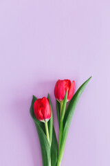 Obraz premium Tender pink tulips on pastel violet background. Greeting card for Women's day.