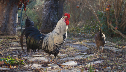 Black and white rooster  free in a gardem, © Stphanie