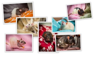 Rat Breed Collage