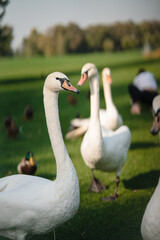 White swans resting on the green grass in the park.