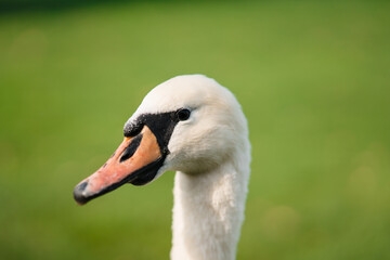 Mute Swan, Cygnus olor, Adult, close up