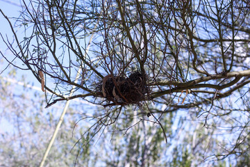 nest in branches