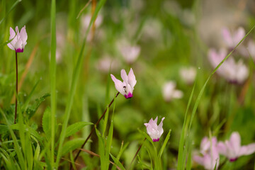 Fototapeta premium Cyclamen Persicum in an early spring morning in a park near Kokhav Yair, Israel. 