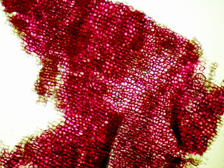 サツマイモの皮（400倍）の顕微鏡写真