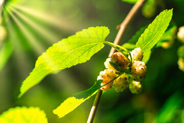 Red unripe mulberries on the branch of tree.