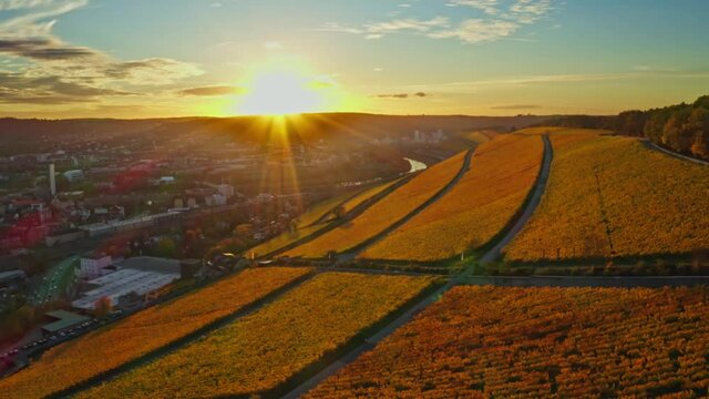 Aerial view, flight at golden vineyards in autumn from above, region Mainfranken,W&uuml;rzburg, Germany