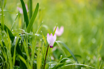 Cyclamen Persicum in an early spring morning in a park near Kokhav Yair, Israel. 