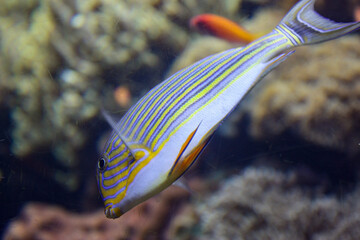 fish in aquarium