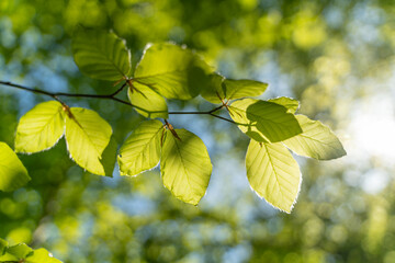 Close up pictures of lush green young leaves on a sunny day in the woods in the beginning of spring, when nature wakes up to bloom with sunlight peeking through the leaves and trees. 