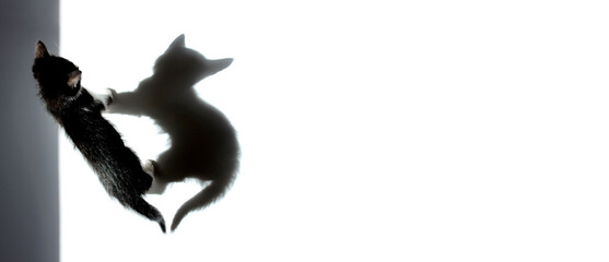 Defocused image of a black kitten standing and looking on his shadow, isolated on white background, top view, horizontal banner. Pets, animals, advertising concept. 