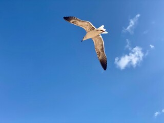 seagull in flight