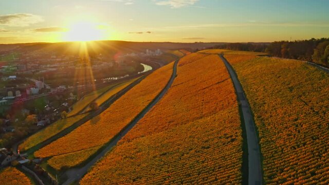 Aerial view, flight at golden vineyards in autumn from above, region Mainfranken,W&uuml;rzburg, Germany