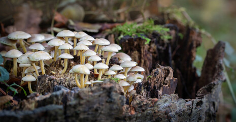 mushrooms in the forest