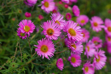 Obraz premium Pink asters flowerbed. Beautiful flowers in the garden. Aster petals close up. Bright romantic floral background. Purple flowers on a green background. Flowering plant