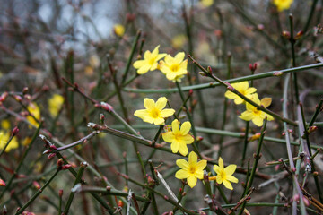 yellow flowers in spring