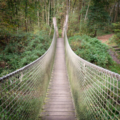 suspension bridge in the forest