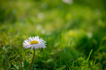 Garden chamomiles. White flower on green grass. Summer floral background. Wild camomile in grass. Gardening and Agriculture